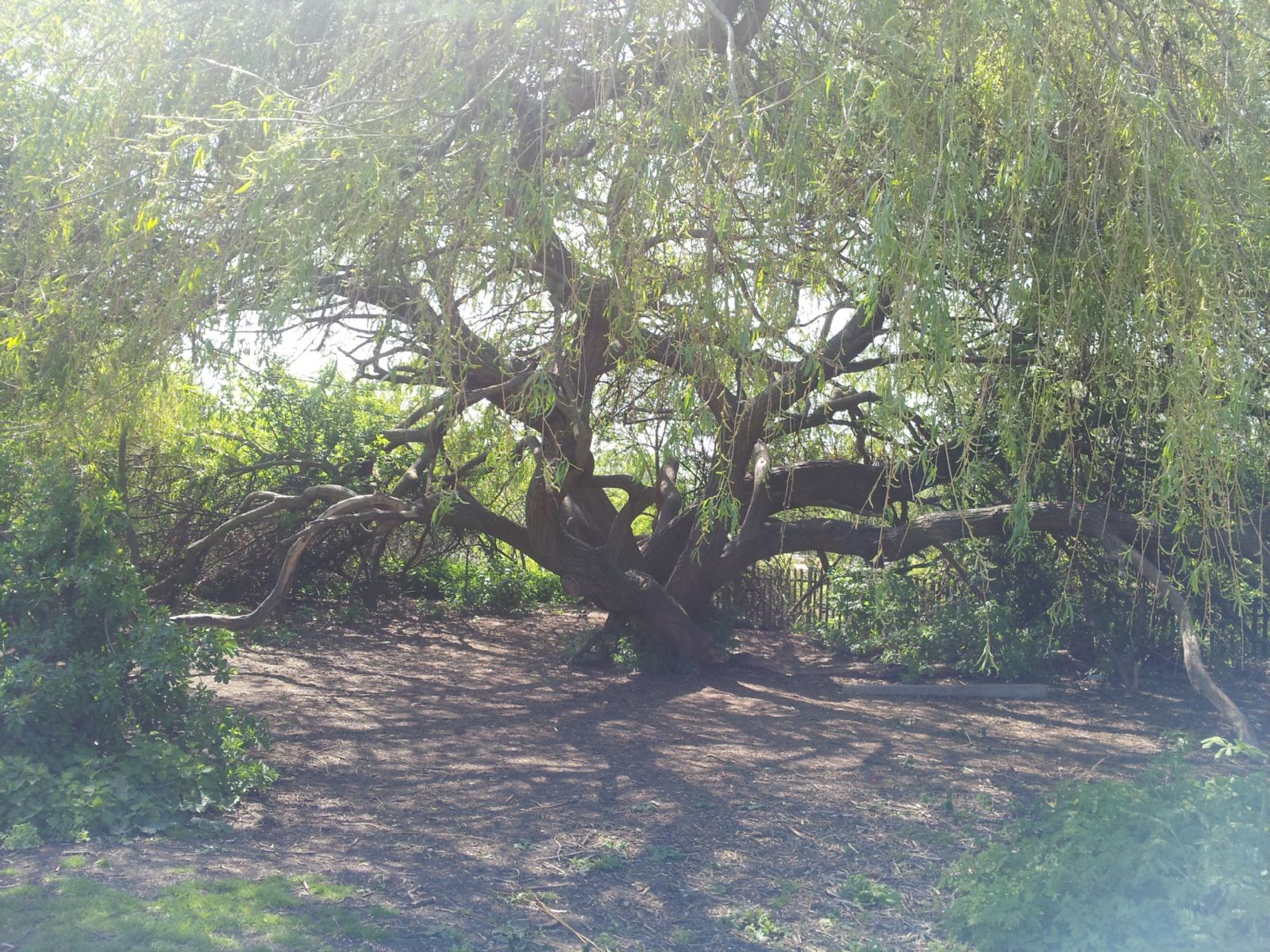 Walthamstow Marshes